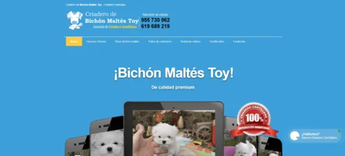 Bichón Maltés Toy
