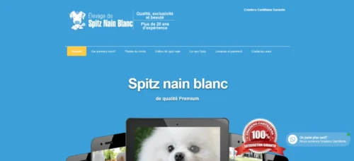 Spitz nain blanc